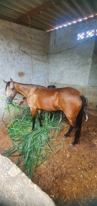 Cavalo Mangalarga Marchador - Foto 2