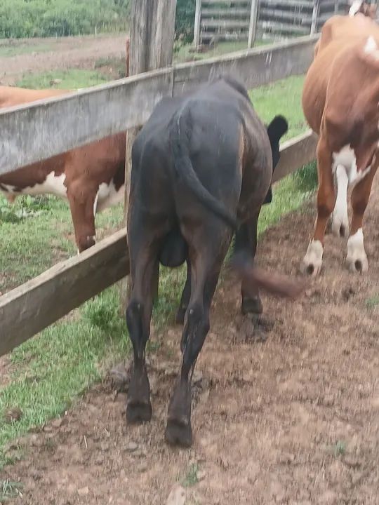 Vendo tourinhos hereford e black angus - Foto 3