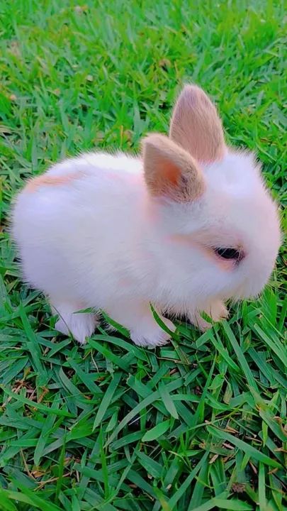 Coelho Mini Lion - Foto 5