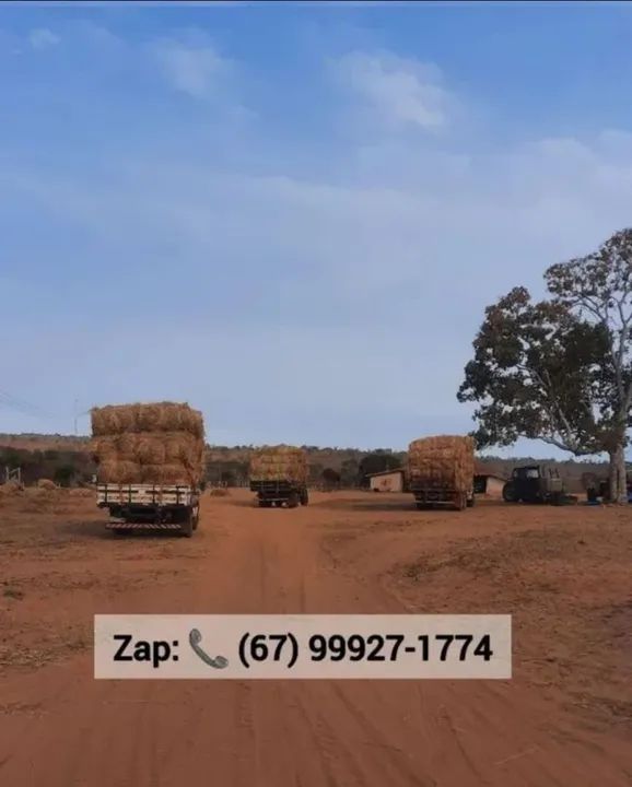 Feno de alta qualidade para animais - Foto 6