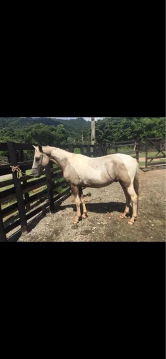 Cavalo castrado marcha batida 