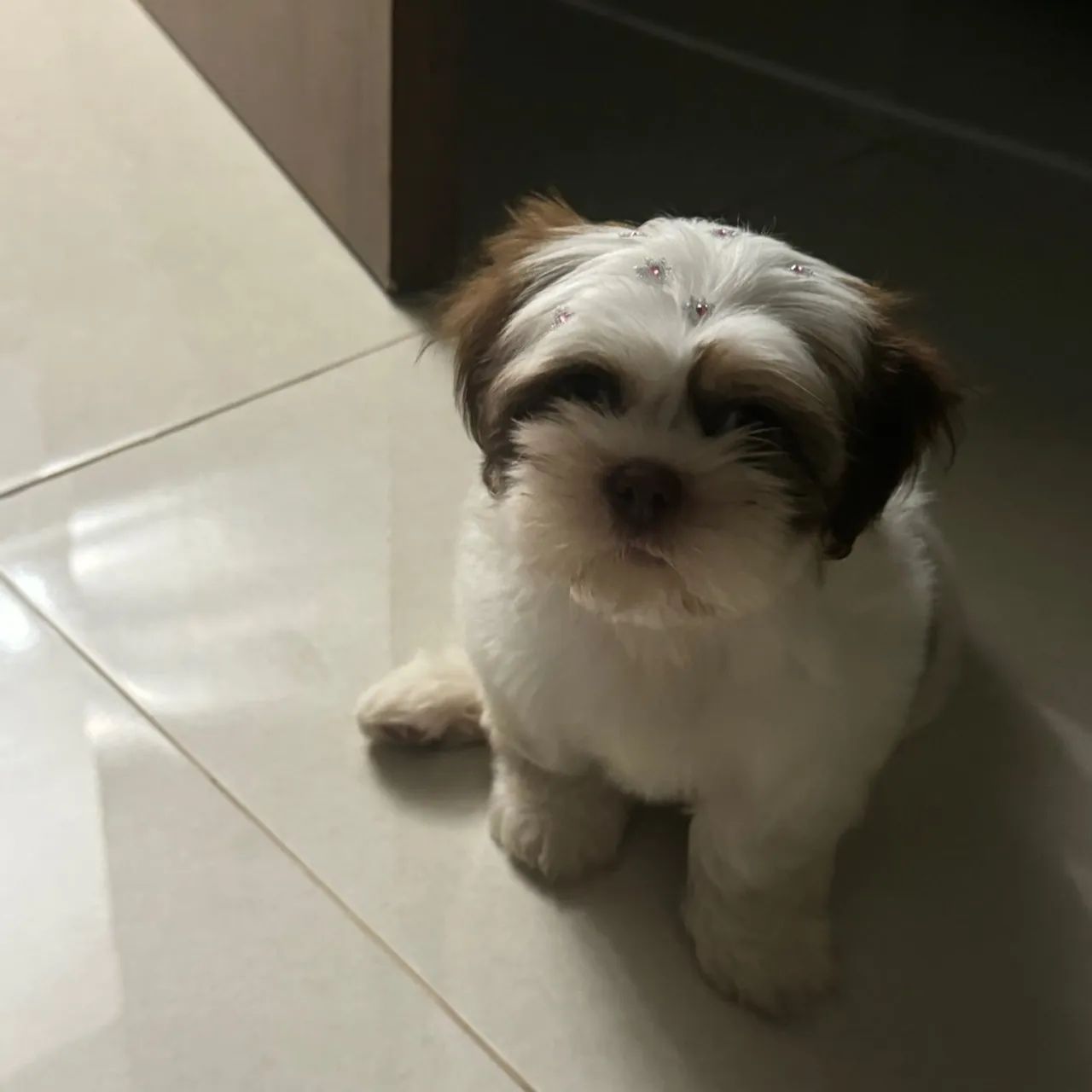 Doa-se cadela shitzu - 05 meses - Foto 5