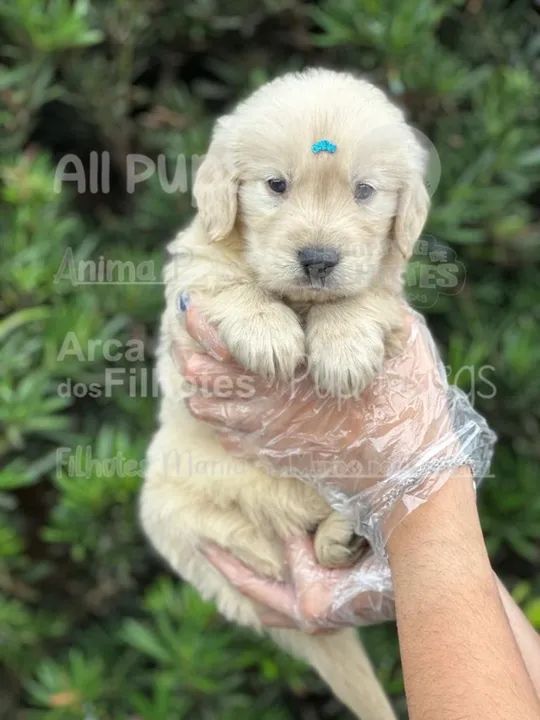 Não existe companhia melhor do que um Golden Retriever