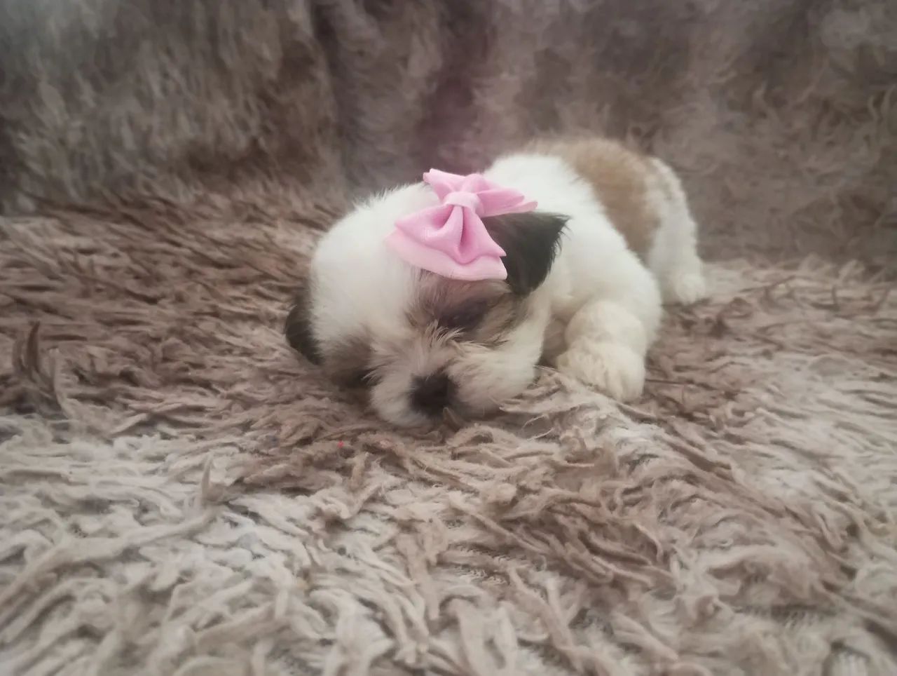 Filhote de Shih Tzu Fêmea micro - Foto 5