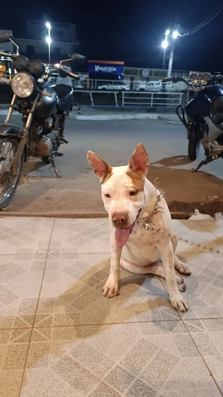 Vendo filhote de Pitbull com 5 meses