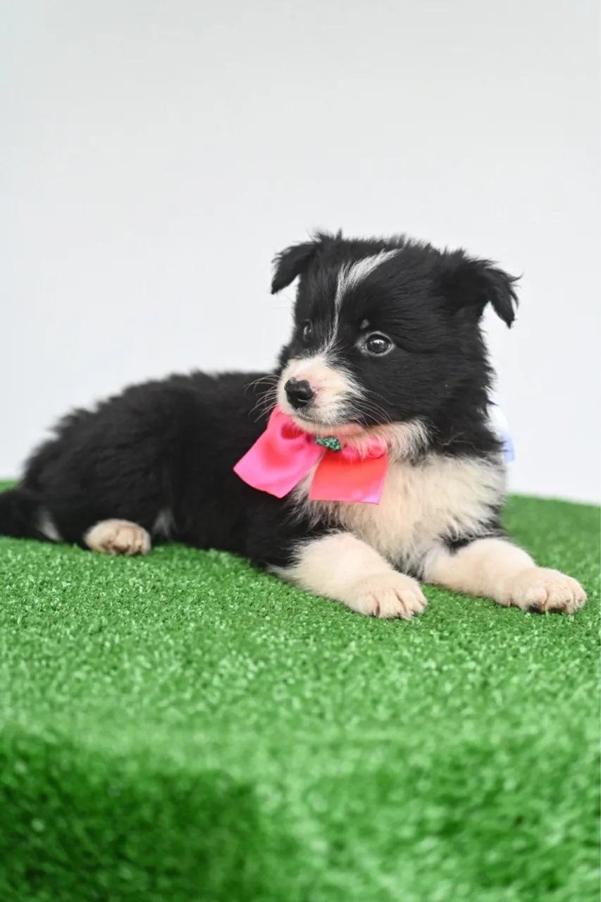 Filhote Border Collie