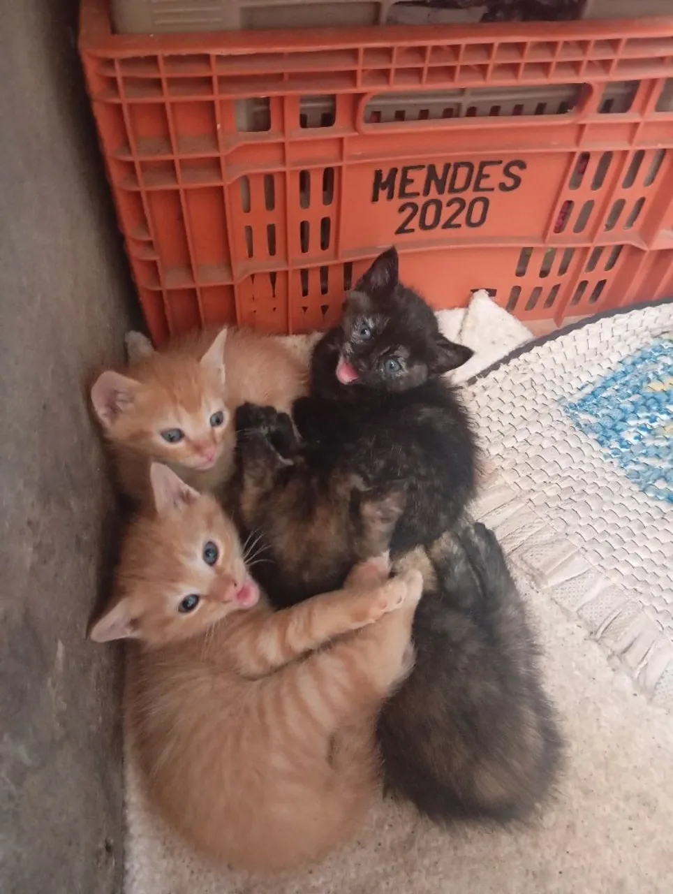 Filhotes de gato adoráveis para adoção