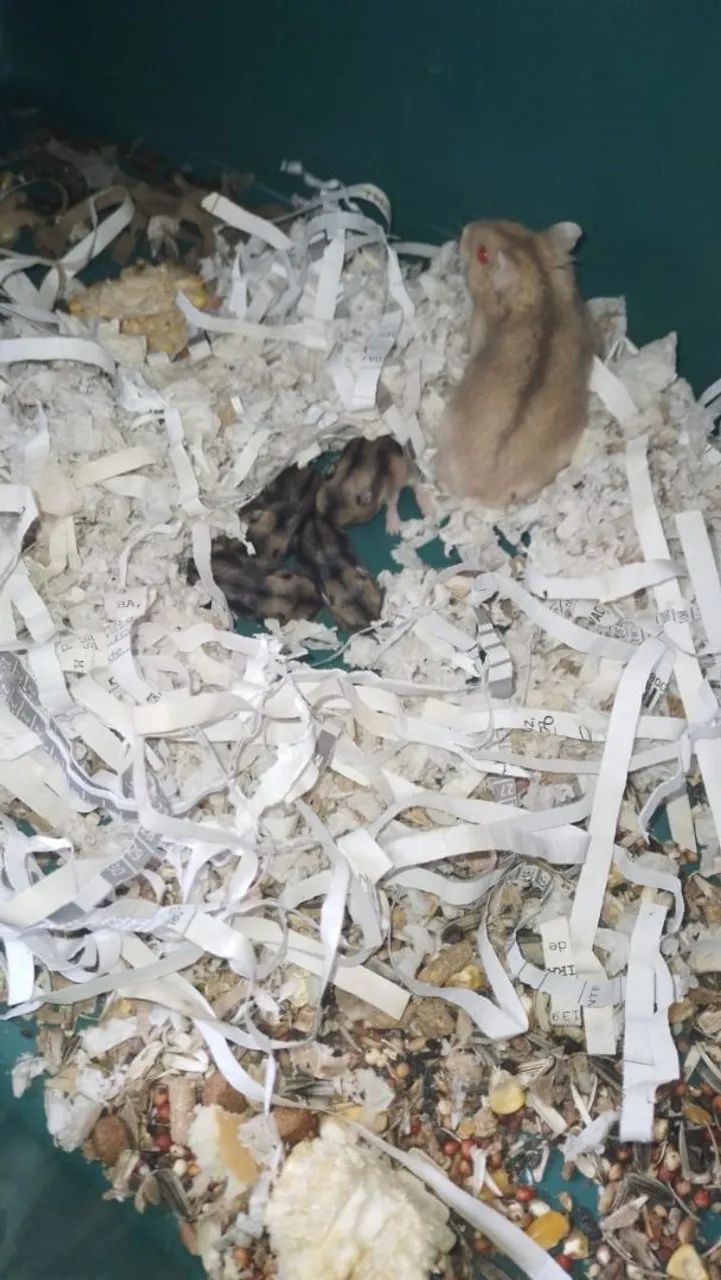 Hamster(anões russo)&(sirios angorá)