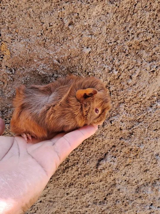 Porquinho da india filhote(macho)