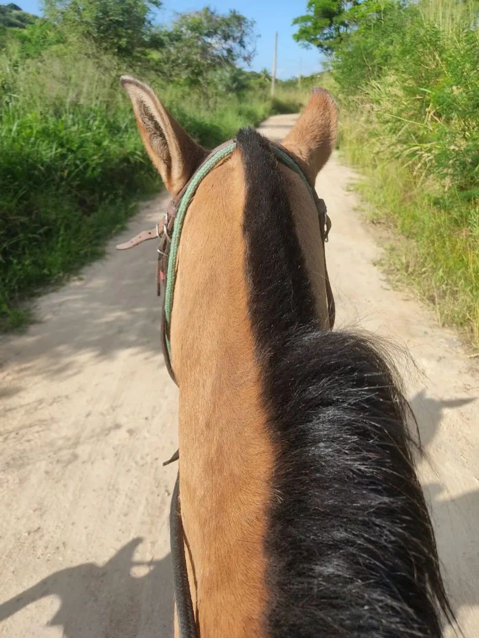 Cavalo com passada - Bom e novo  - Foto 3