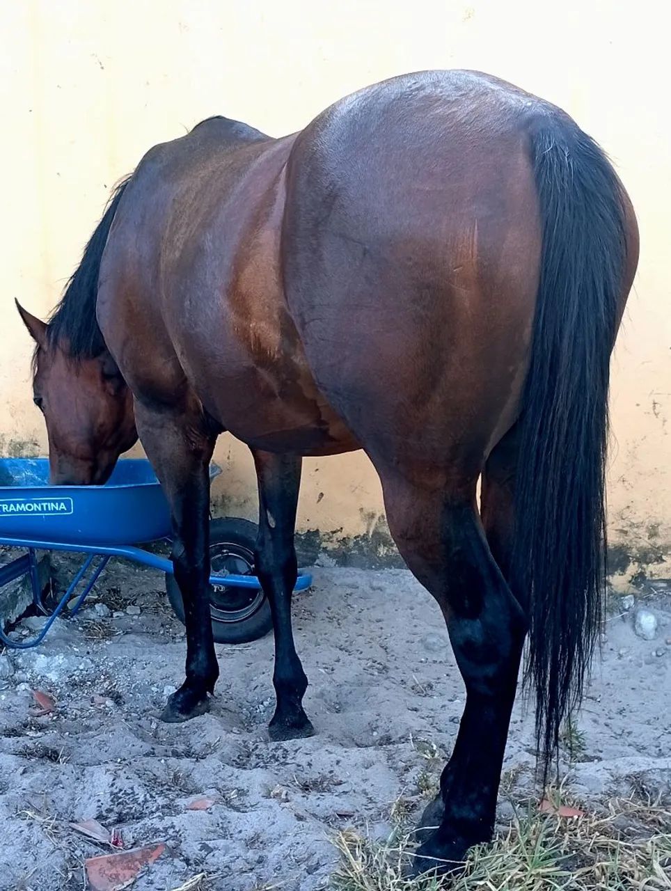 Cavalo QM PO  - Foto 6