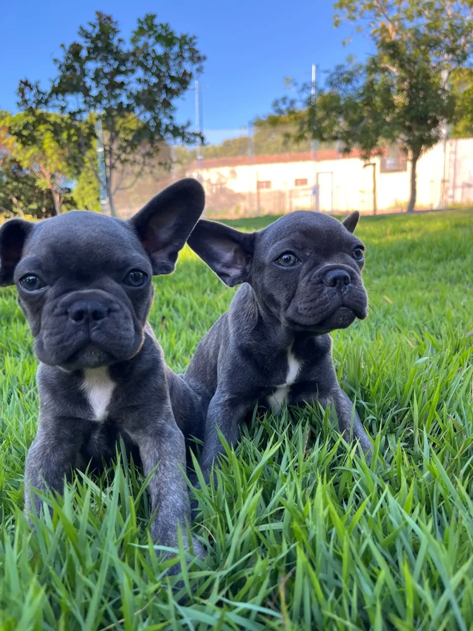 Filhotes de Bulldog Francês - Lindos e Carinhosos!