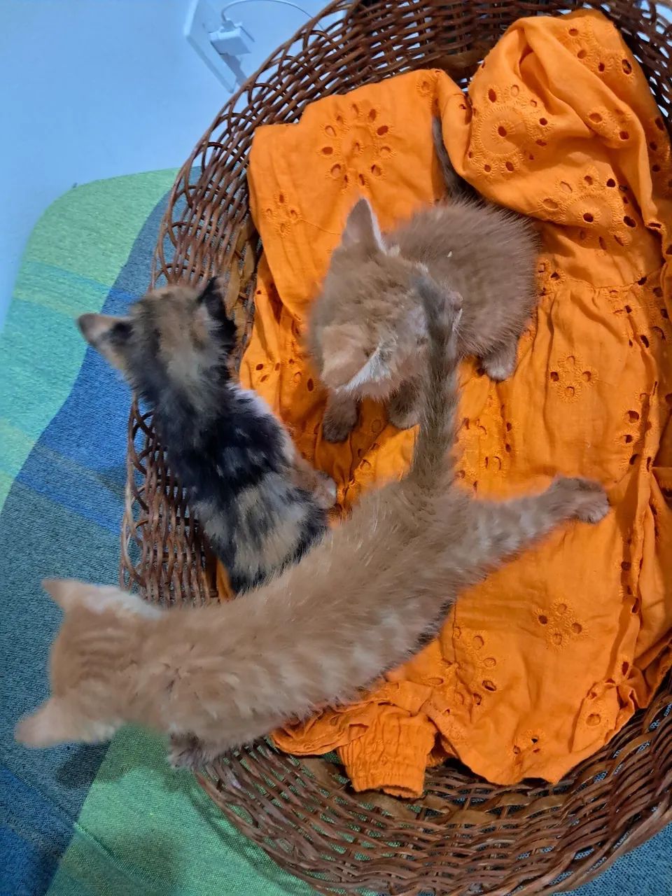 Adoção responsável 