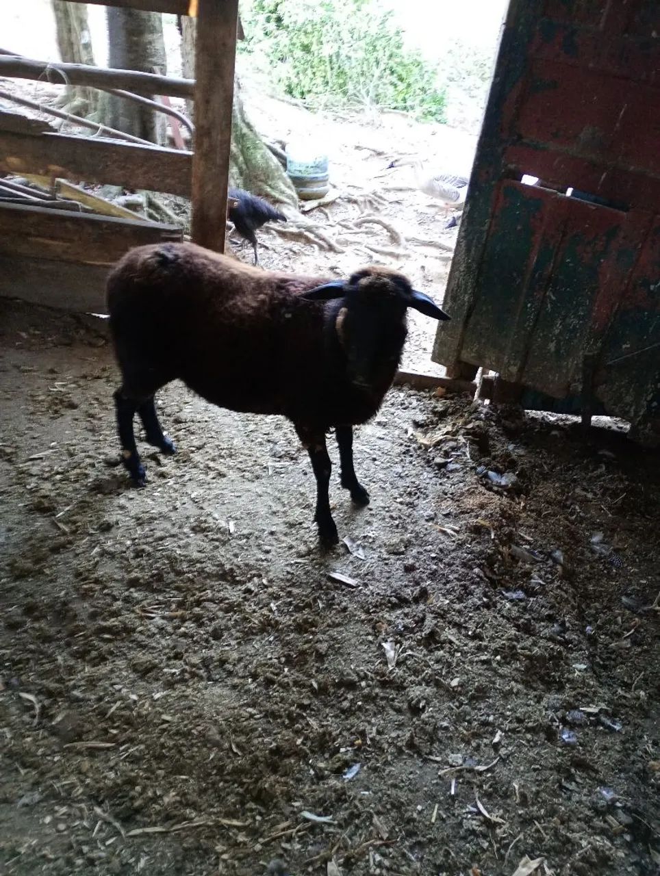 Vende se ovelhas. - Foto 2