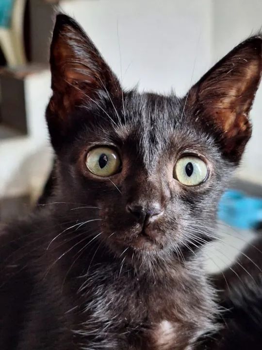 Adoção responsável