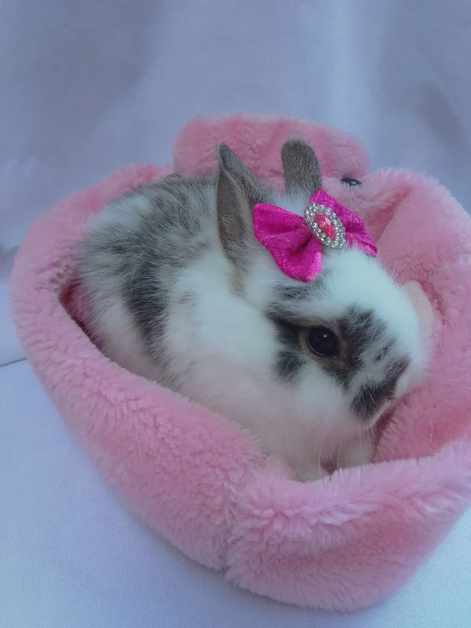 Coelha mini com 2 meses
