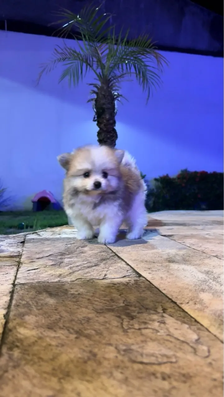 Filhote de Spitz Alemão Anão/Lulu da Pomerânia