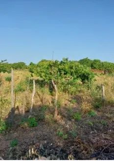 Super Barato : Terreno de 40x60m na Vila Praia de Redonda, Ideal para Diversos Projetos!" - Foto 2