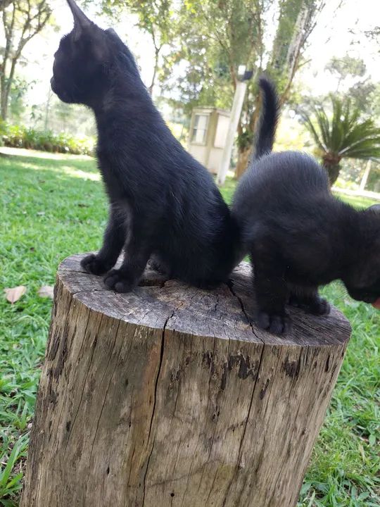 Dois gatinhos pretos fofinhos para adoção - Foto 4