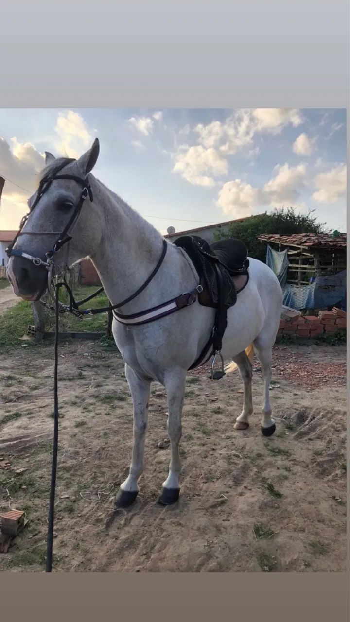 Egua mestiça de quarto de milha - Foto 3