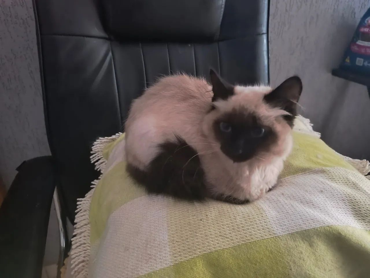 Gatinhos siamês puro - Foto 4