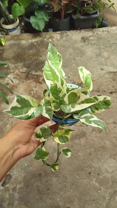 Quem tiver interesse chama no zap *.  - Foto 5