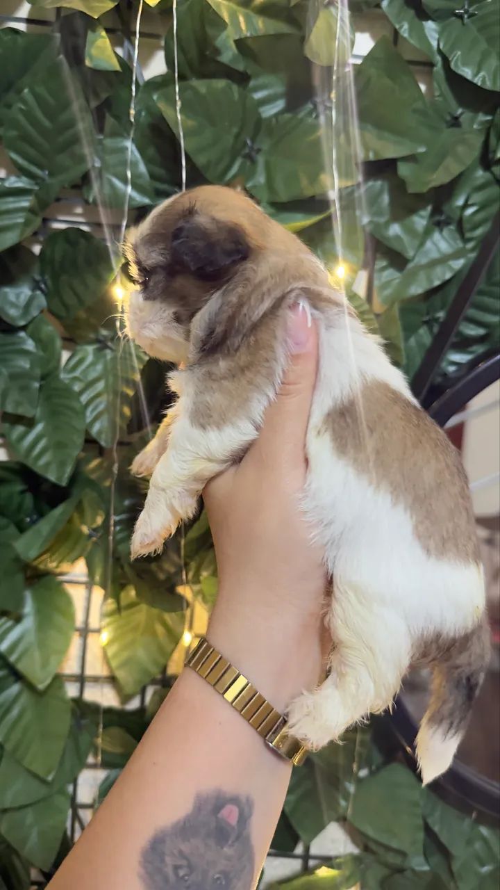 Filhotes de shi tzu - Foto 6