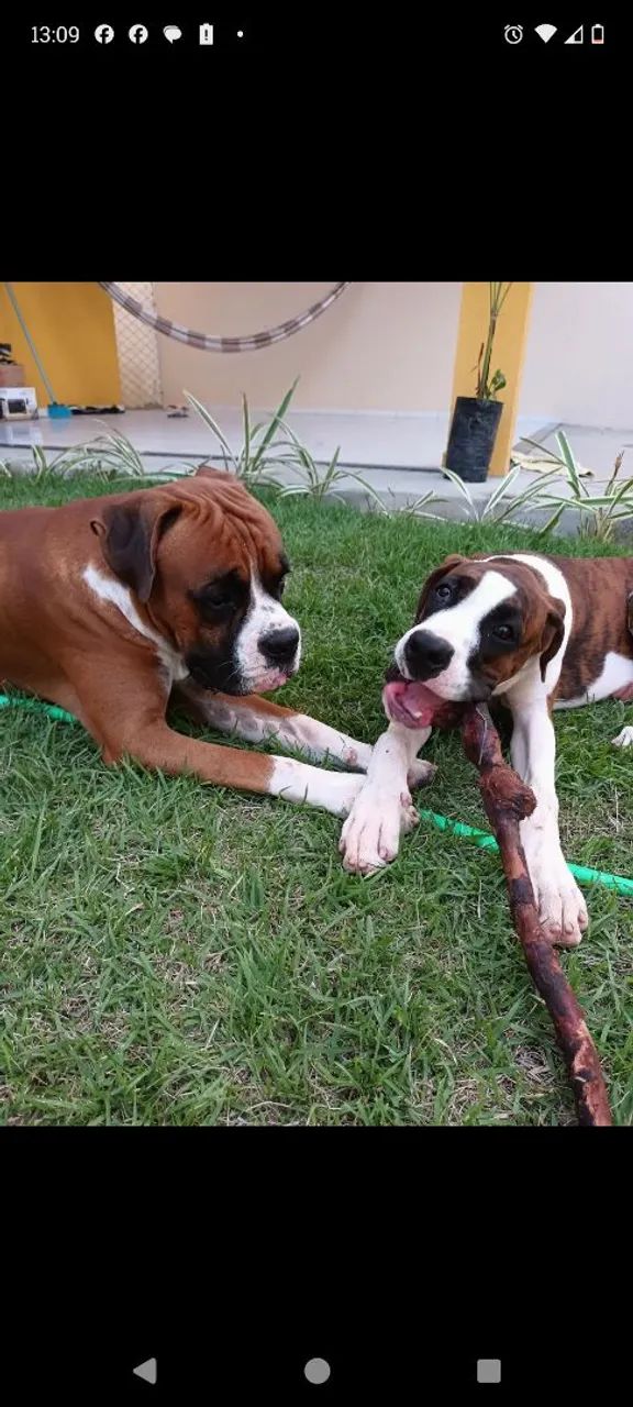Filhotes Boxer  - Foto 5