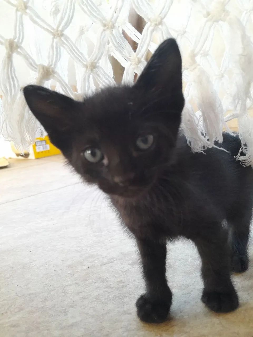 Doação Responsável de Gatos - Foto 4