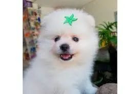 spitz /chaveiro/ de /pelucia 