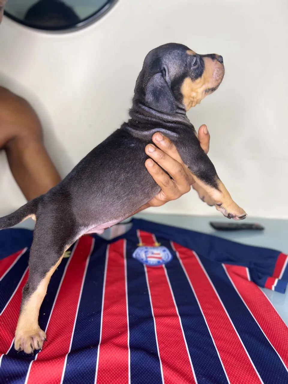 Filhotes American Staffoshire Terrier Pit Monster  - Foto 2