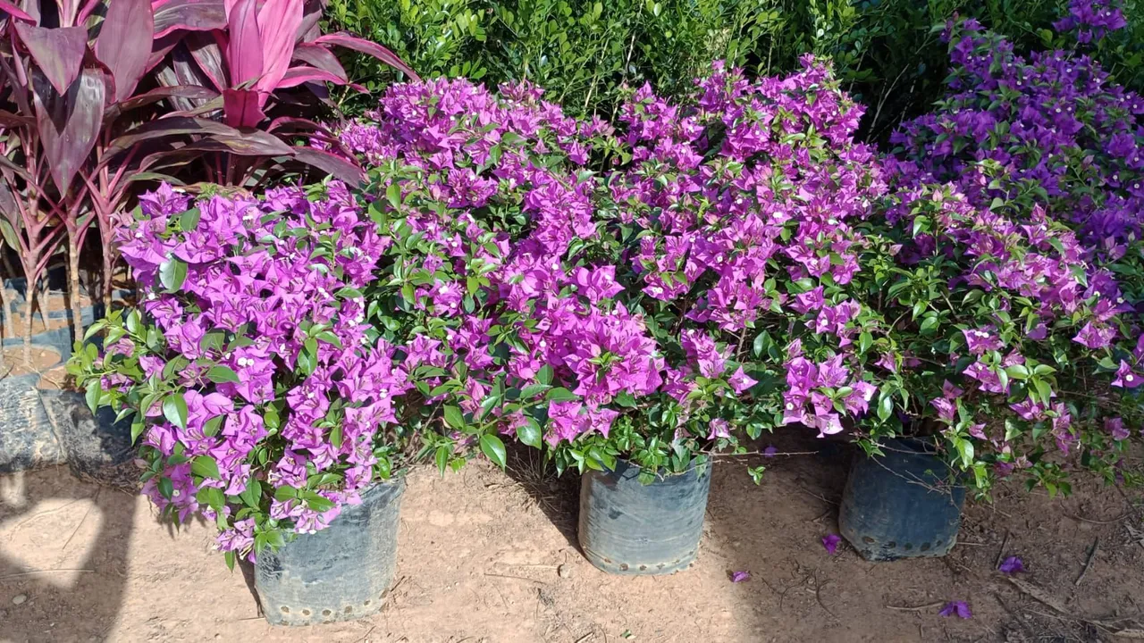 Bougainvillea Roxa - Linda e Florífera