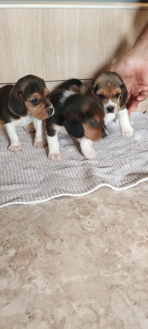 Filhotes de beagles 