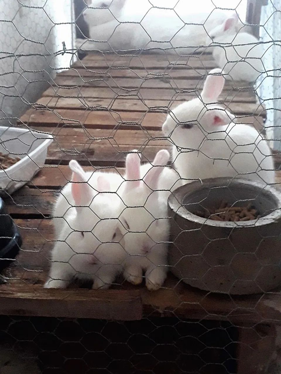 Coelhos filhotes branco - 1 mês  - Foto 2