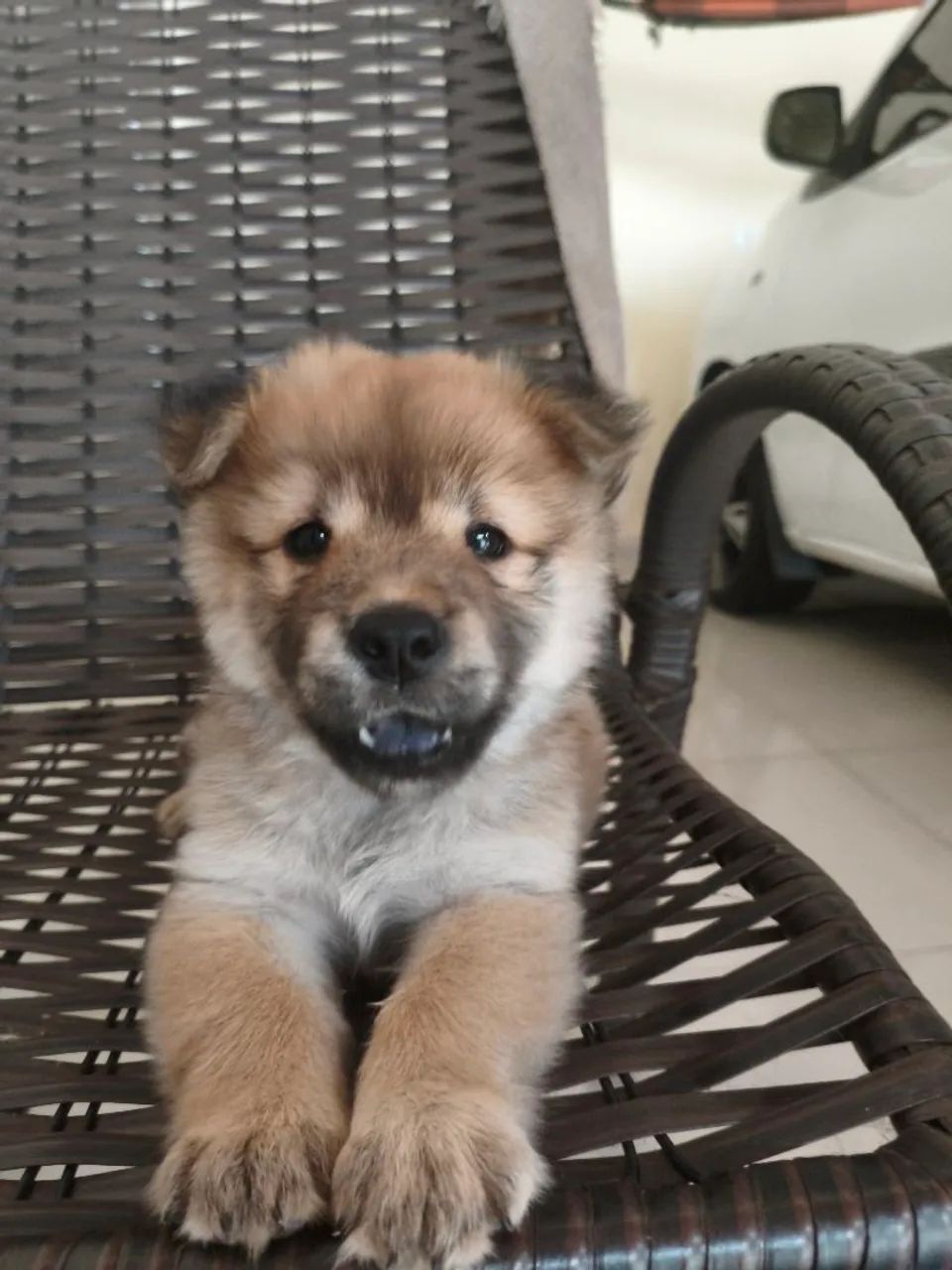 Chow Chow filhote  - Foto 5