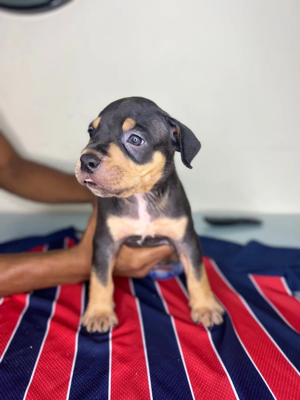 Filhotes American Staffoshire Terrier Pit Monster  - Foto 4