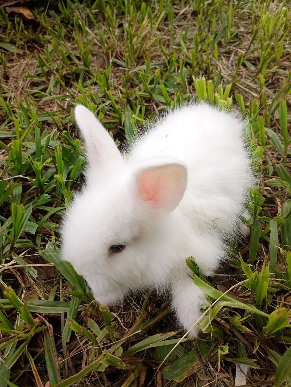 Filhotes de coelho mini Lion  - Foto 4