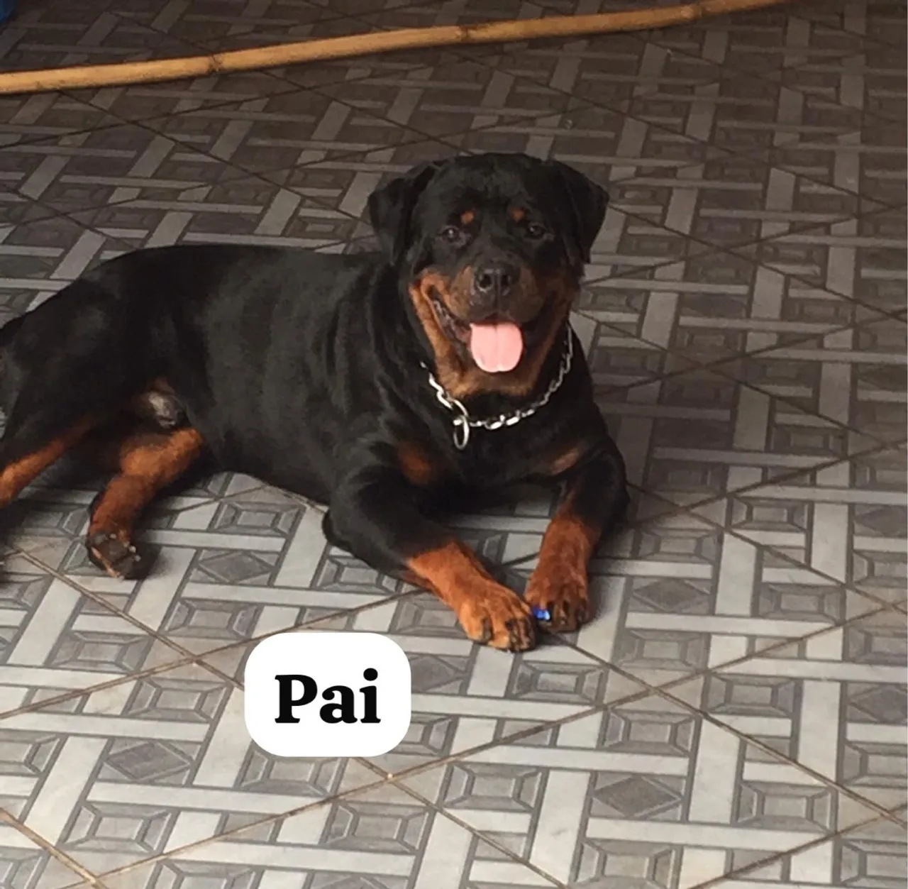Rottweiler PADRÃO ALEMÃO PURO