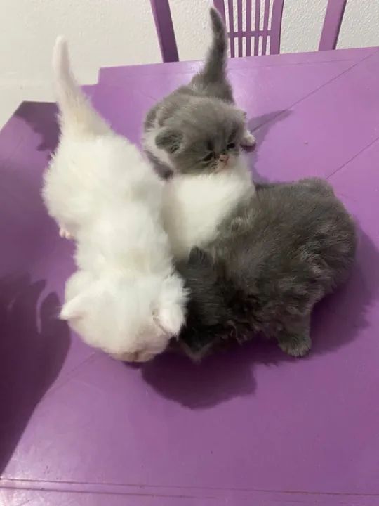 Gatinhos Persa Premium  - Foto 4