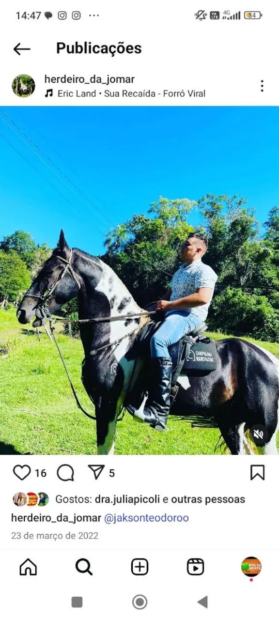 CAVALO MARCHADOR PAMPA DE PRETO HOMOZIGOTO  - Foto 2