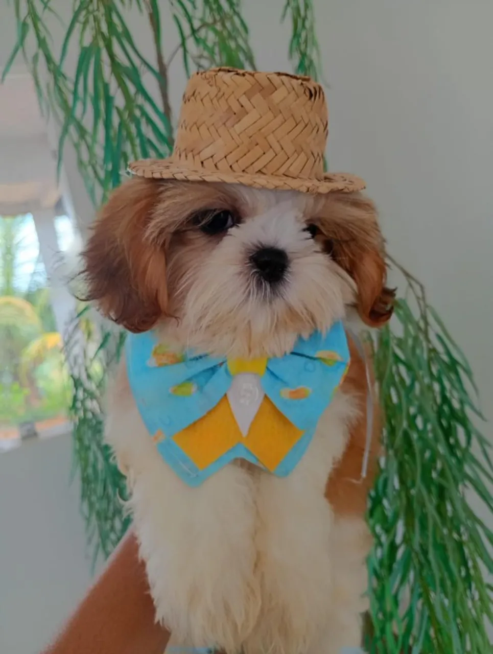 Shihtzu