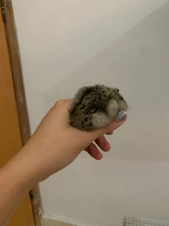 Hamster macho 5 meses - dócil e saudável - Foto 3