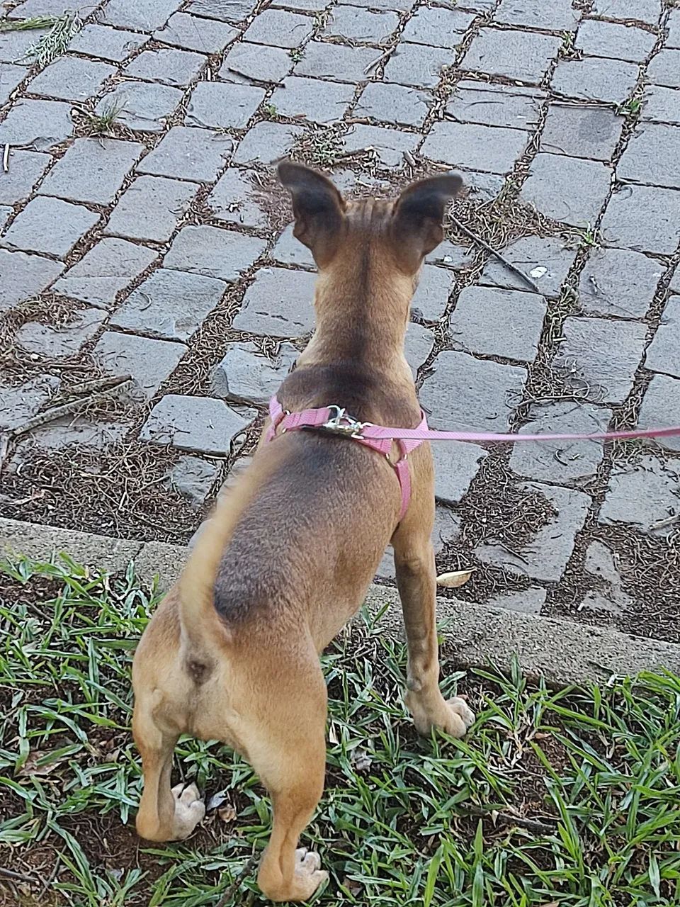 Pitbull disponível para adoção - Foto 2