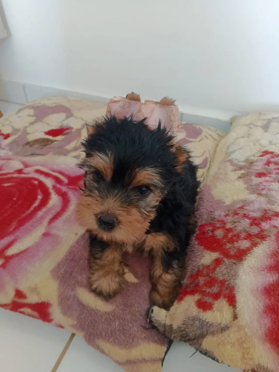 Filhote de Yorkshire Terrier fêmea e macho