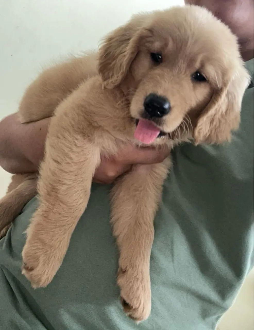 Golden R. Fêmea Pedigree CBKC