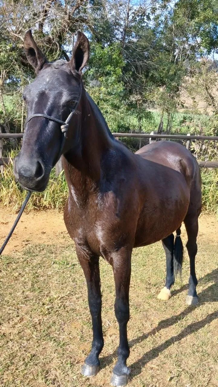 Égua Mangalarga Marchador (Registrada) - Foto 3
