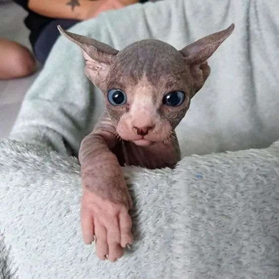  Sphynx - Olhos azuis !
