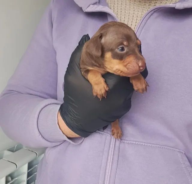 Pinscher zero macho - Loja física com filhotes de procedência e cores exclusivas - Foto 3