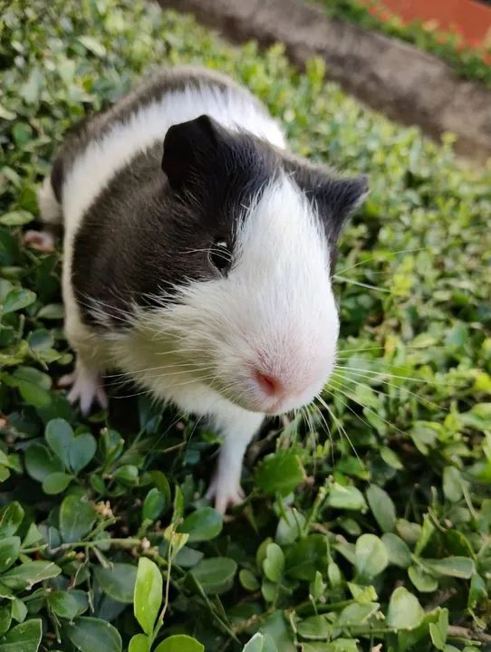 Porquinho da índia disponível 