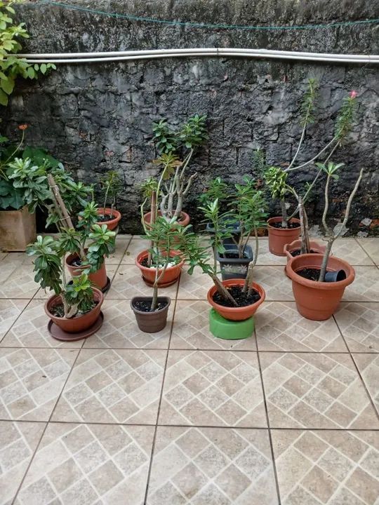 Rosa do deserto - Foto 5